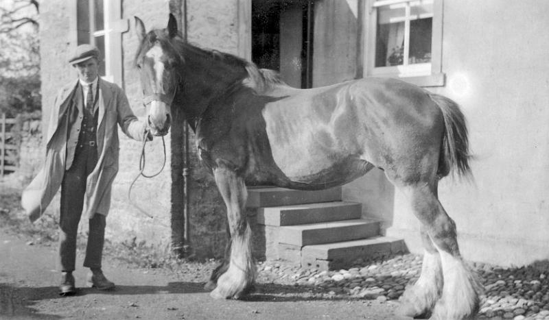 Horse at Mill Farm.JPG - William Henry Mellin with horse at Mill Farm. c 1954